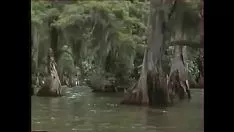 Abspielen Alligator II (Männer sagen keine Geschichten) (1988, f)