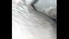 চালান ফাকিন কালো আবলুস গাছ